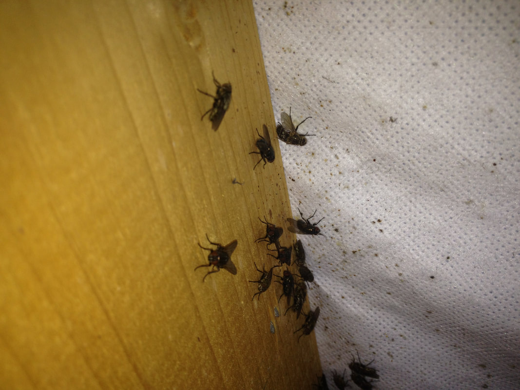 Cluster Fly Control Derby