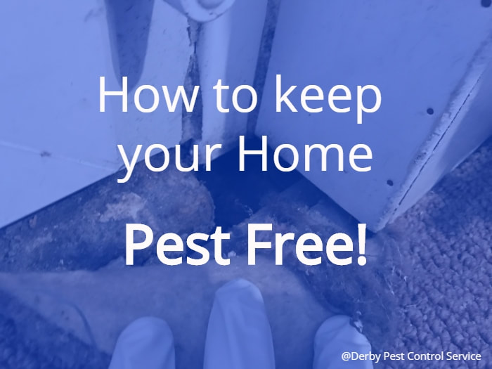 How to Keep your Home Pest Free 