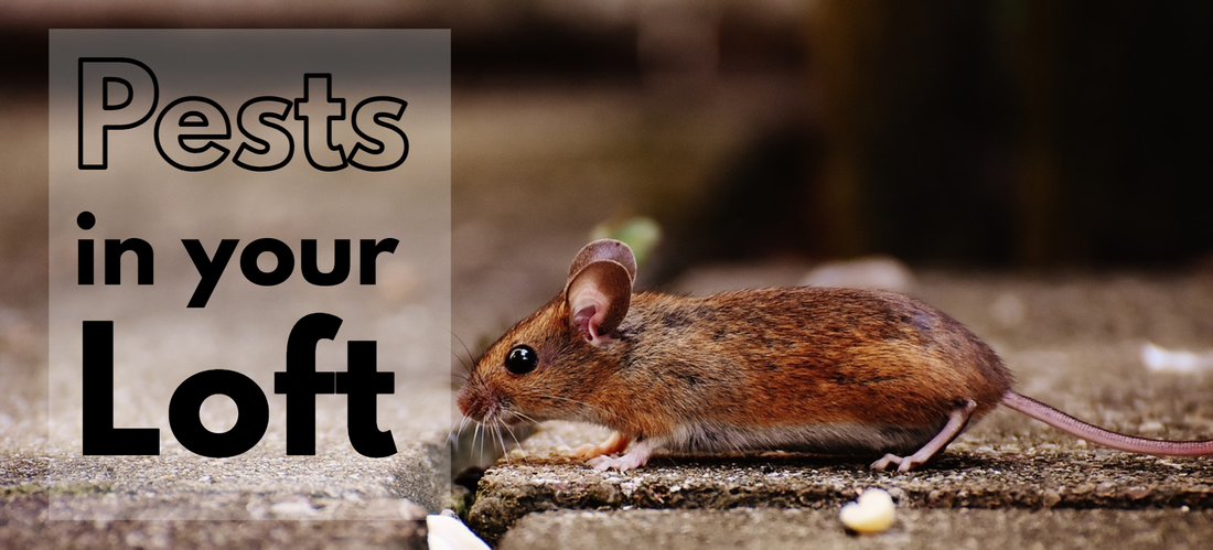 Pests in your Loft