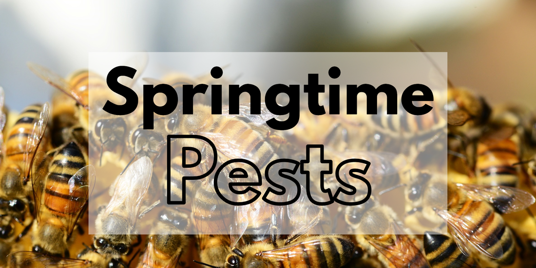 Pest Control Blog